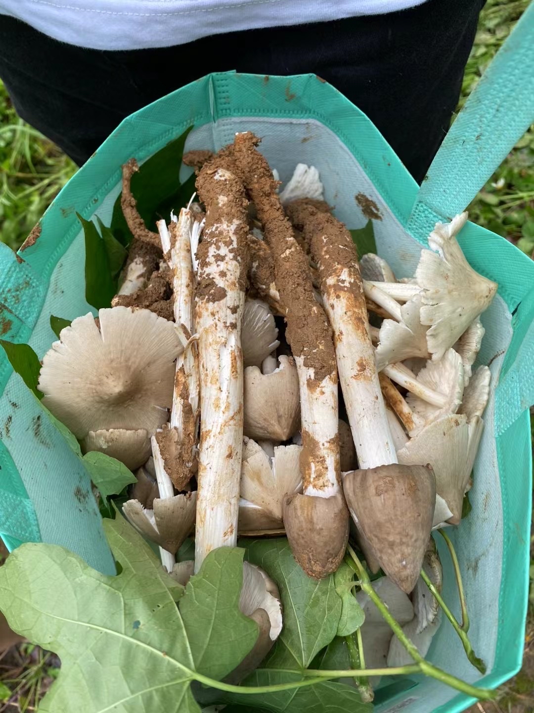 鸡枞菌是一种美味可口的野生菌,生长在野外的山林中
