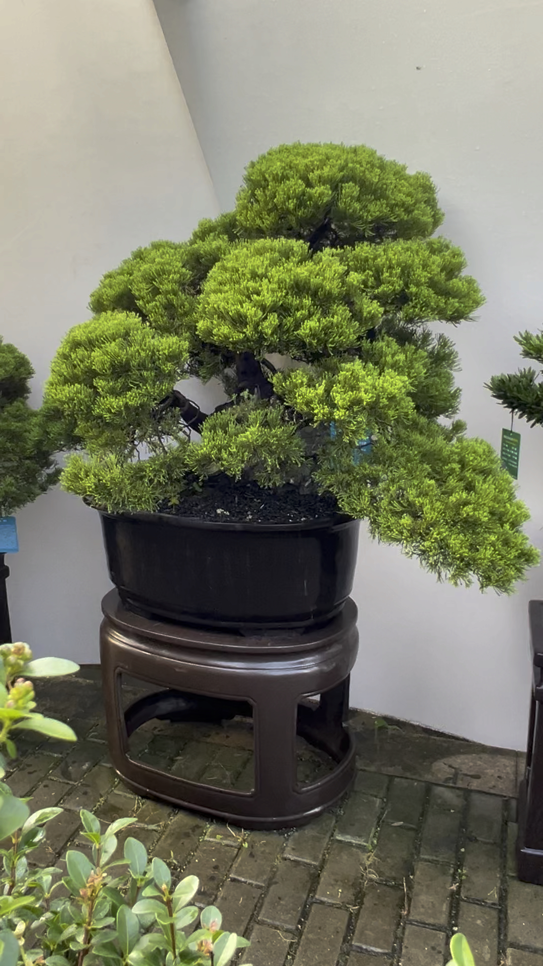 别墅庭院盆景 老桩台湾真柏盆景 #台湾真柏盆景 你喜欢吗