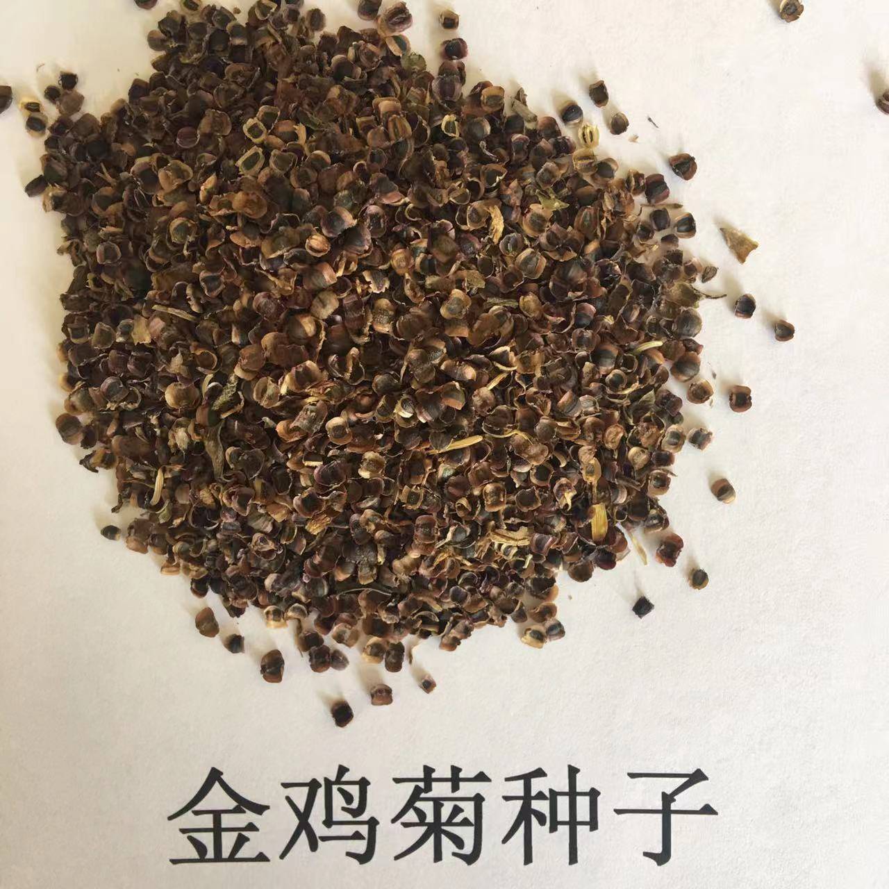 万寿菊花种子