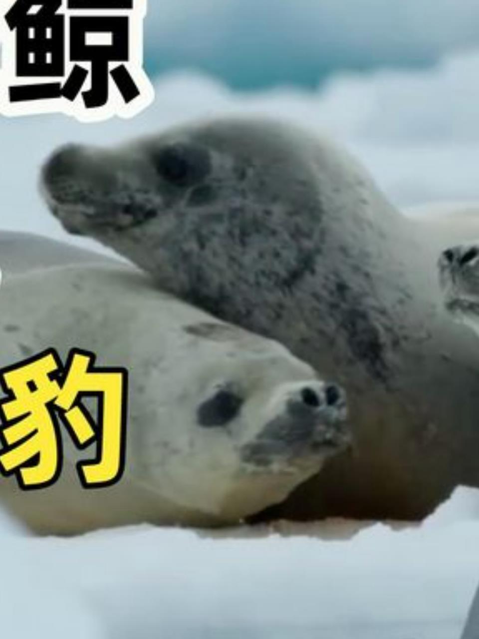 锯齿海豹与虎鲸家族的生死对决:谁将笑到最后?