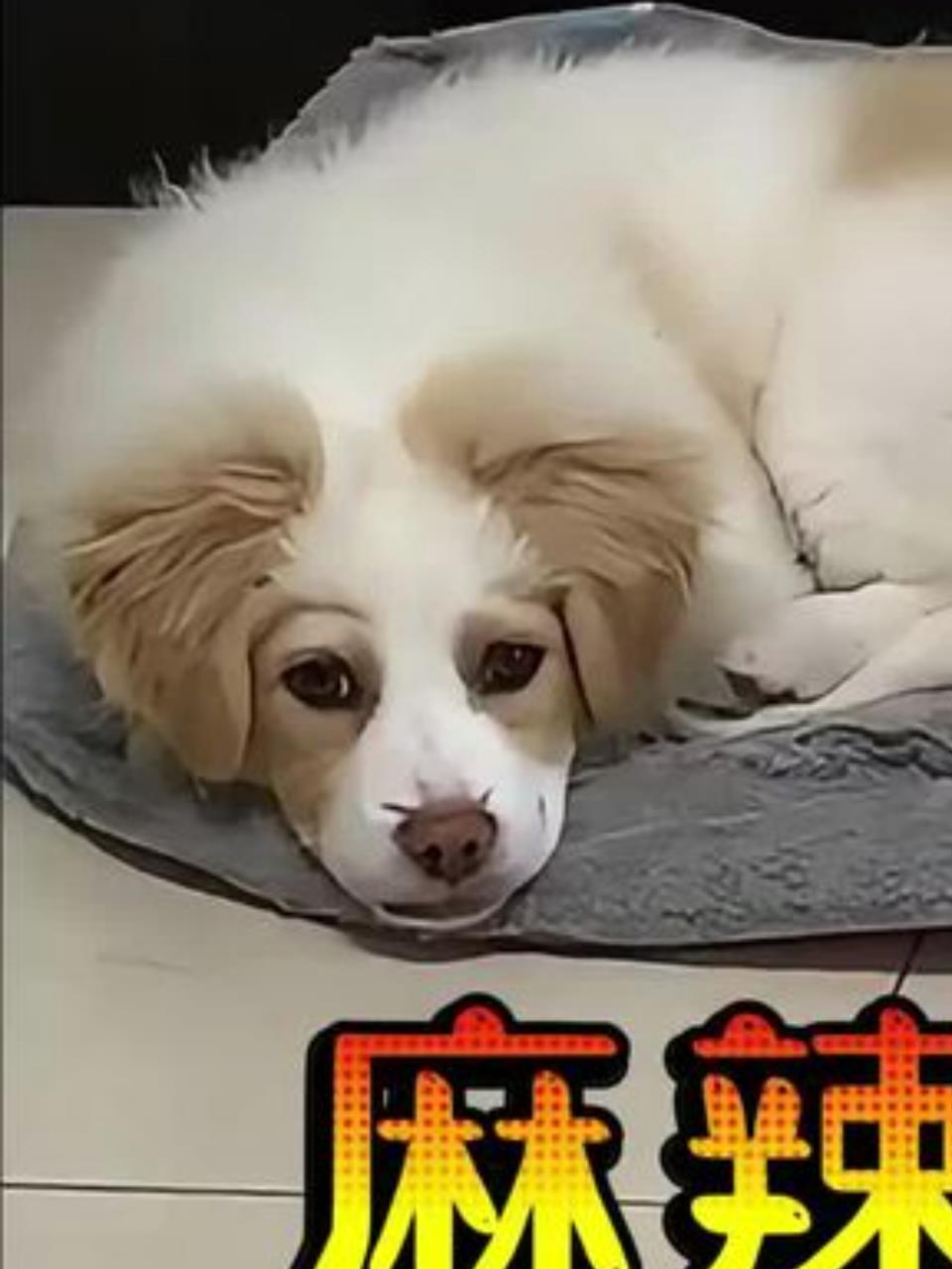 麻辣烫店老板收养流浪狗,三小只过上幸福生活1