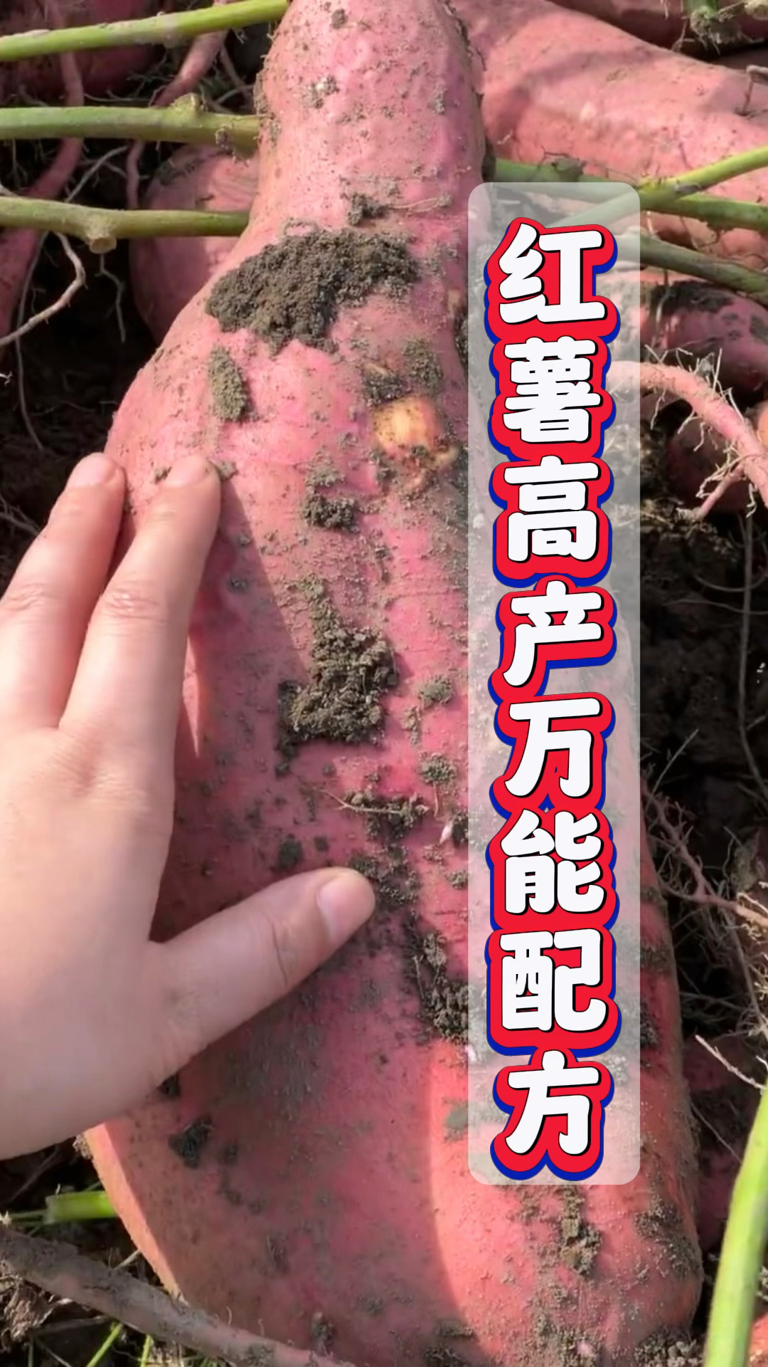 红薯高产万能配方