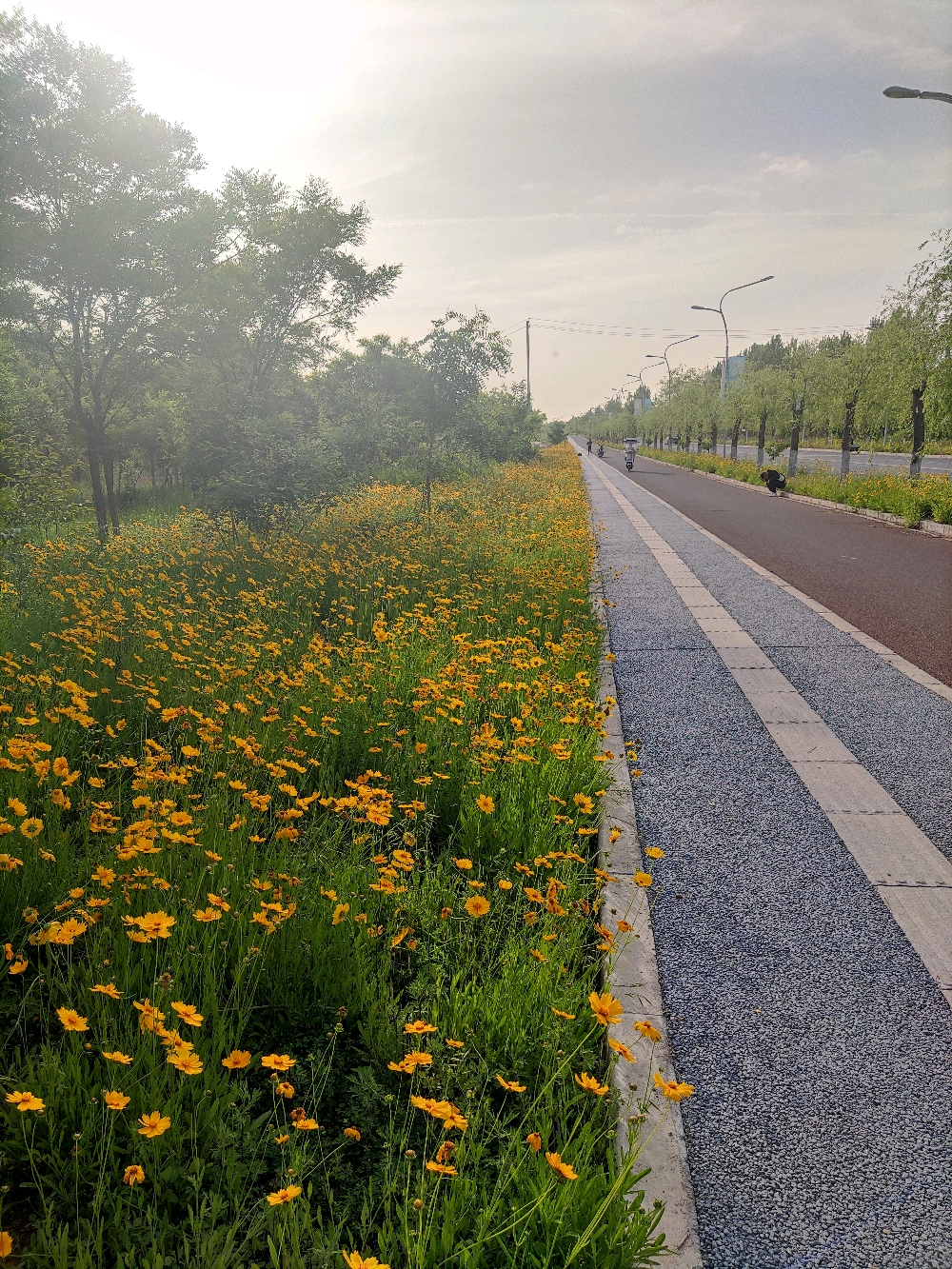 西安灞河河堤路金鸡菊盛开美不胜收