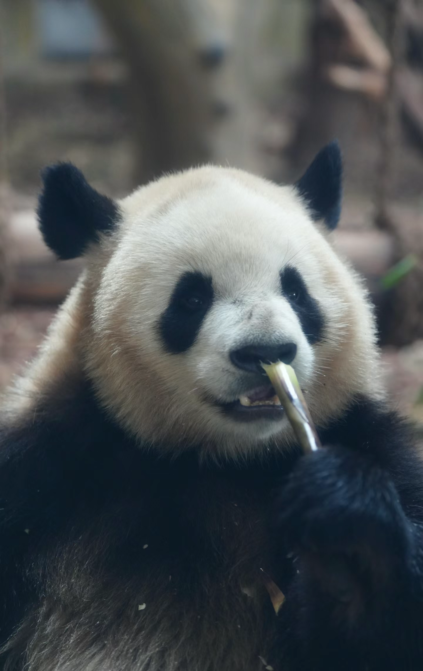 大鼻孔熊猫表情包图片