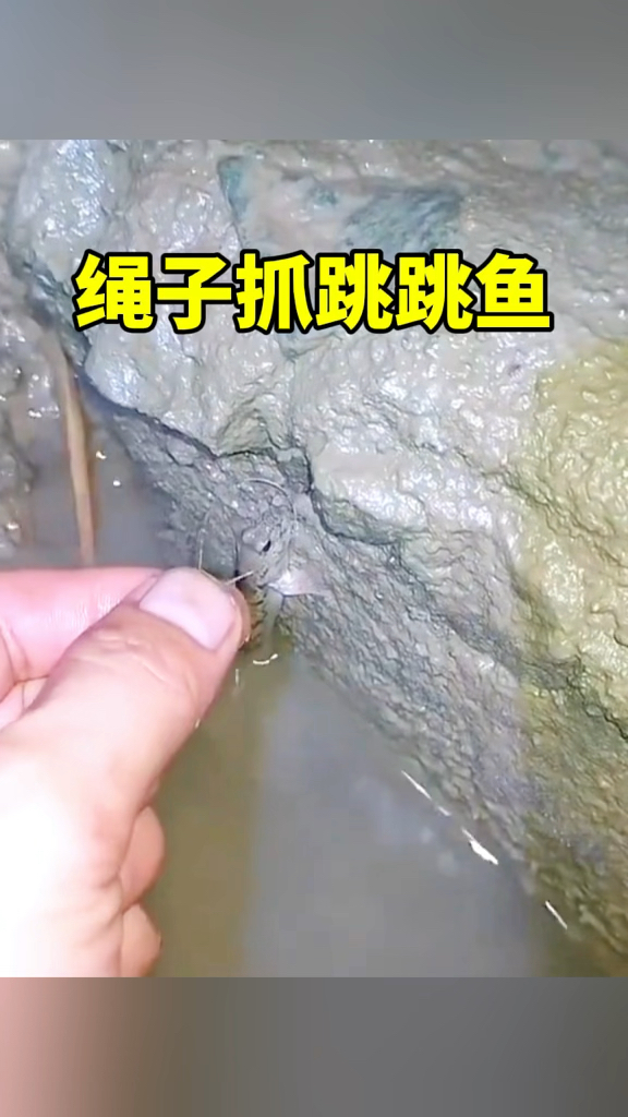 绳子抓跳跳鱼,结局亮了
