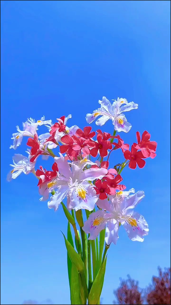蓝天映衬下,鲜花绽放的瞬间,如同生活中的每一个美好瞬间