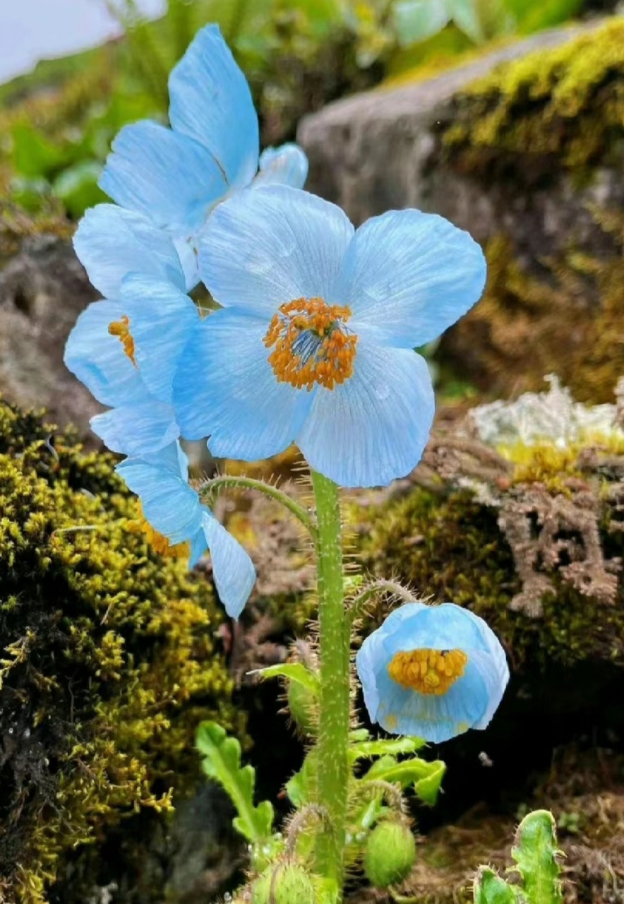 蓝花绿绒蒿花语图片