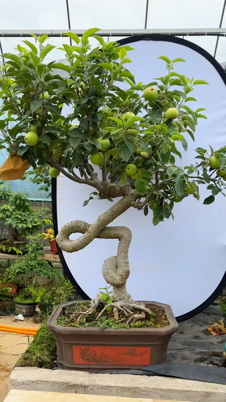 苹果盆景,老桩.这样的少见吧