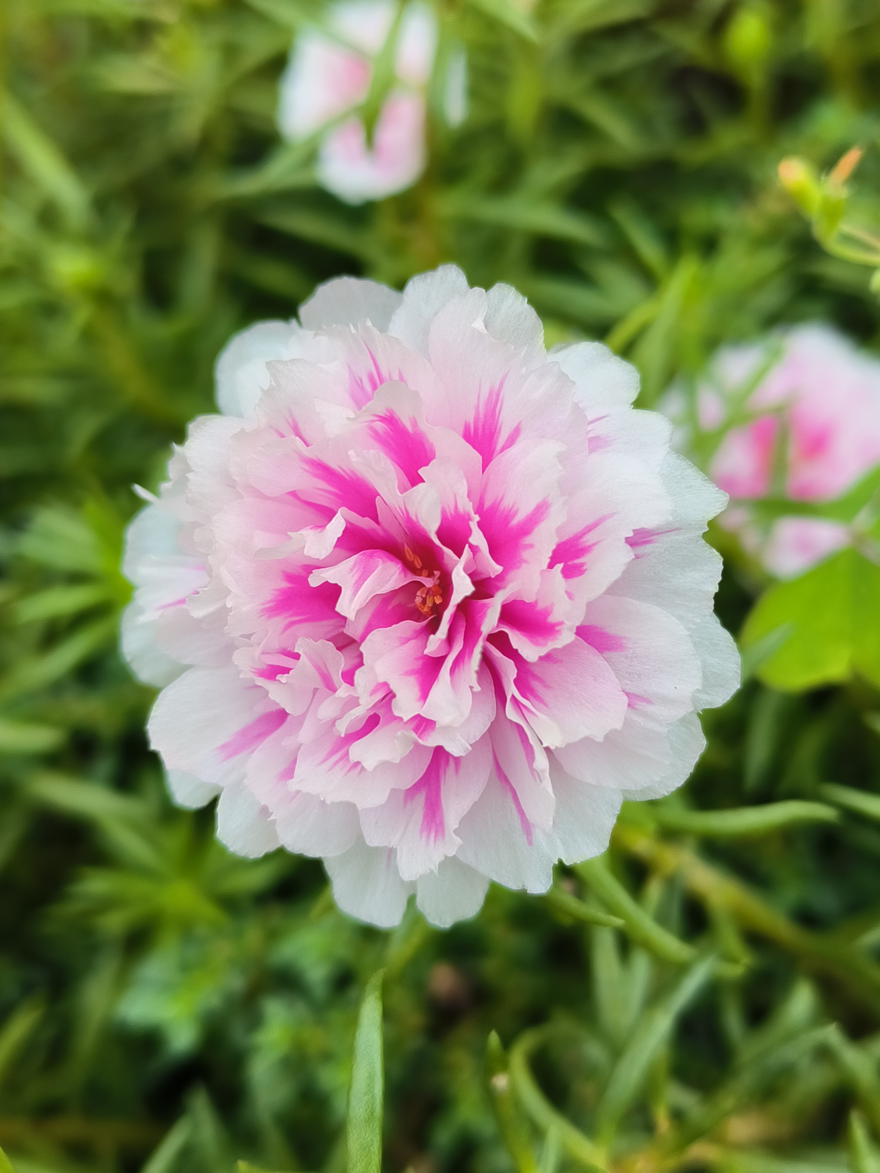 重瓣宿根太阳花,太漂亮了!