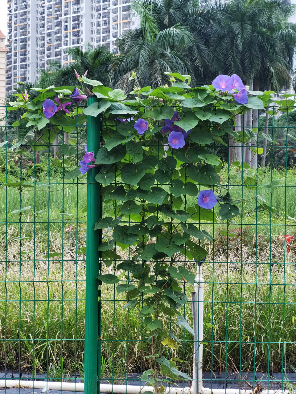 牵牛花爬高楼ppt图片