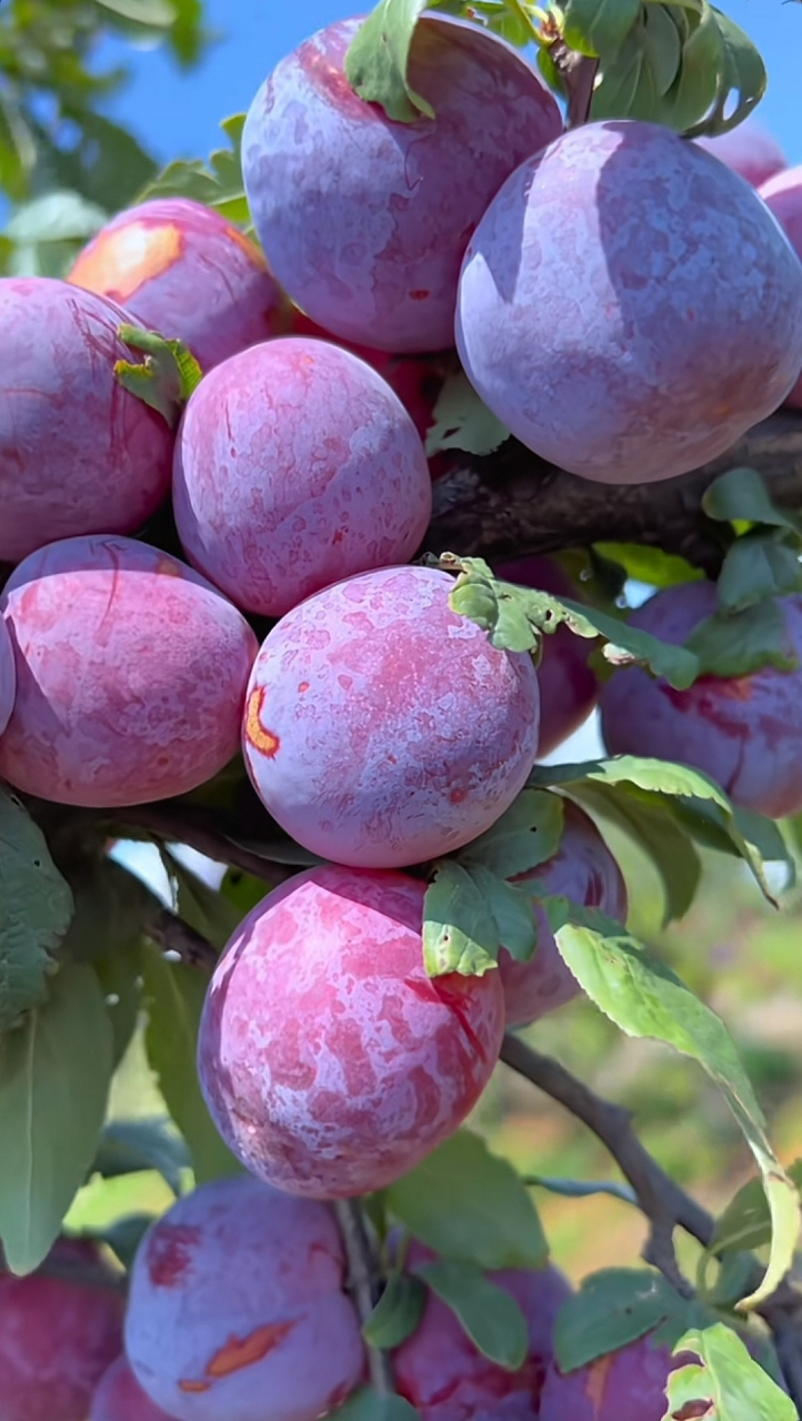 夏天来了,又到了吃李子的季节,家乡特产,又脆又甜.