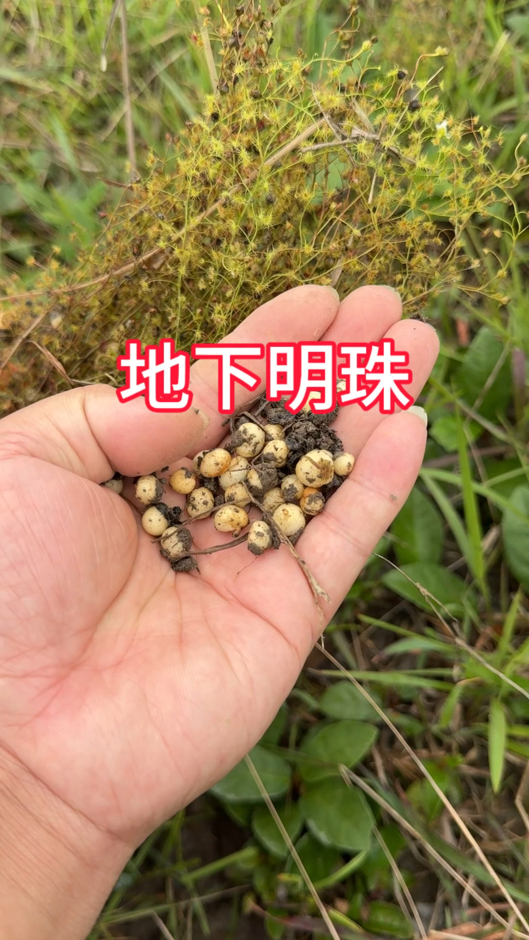 农村生活,一日一植物,三农,地下明珠