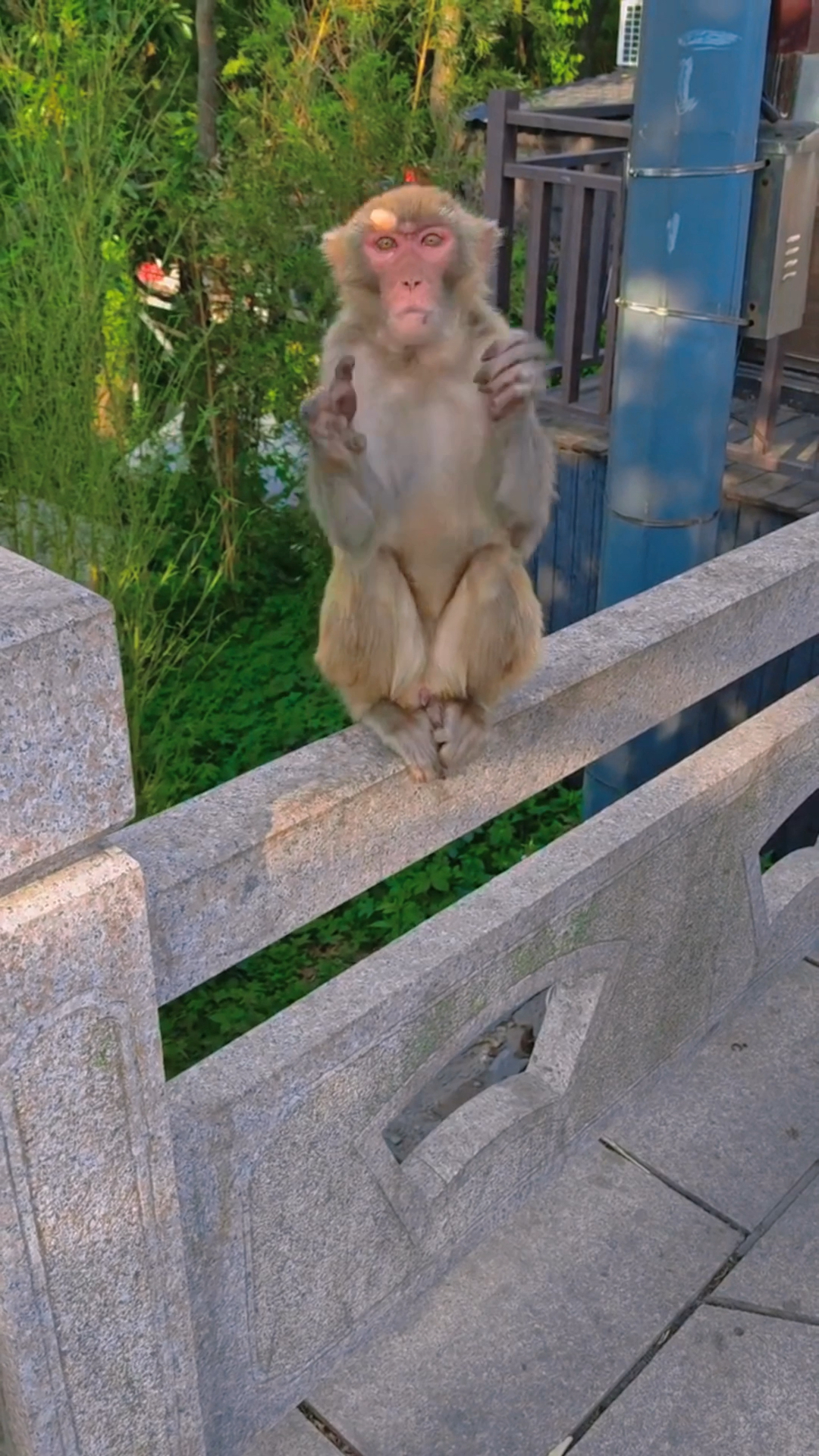 请欣赏成年大马猴带来的空中接物!