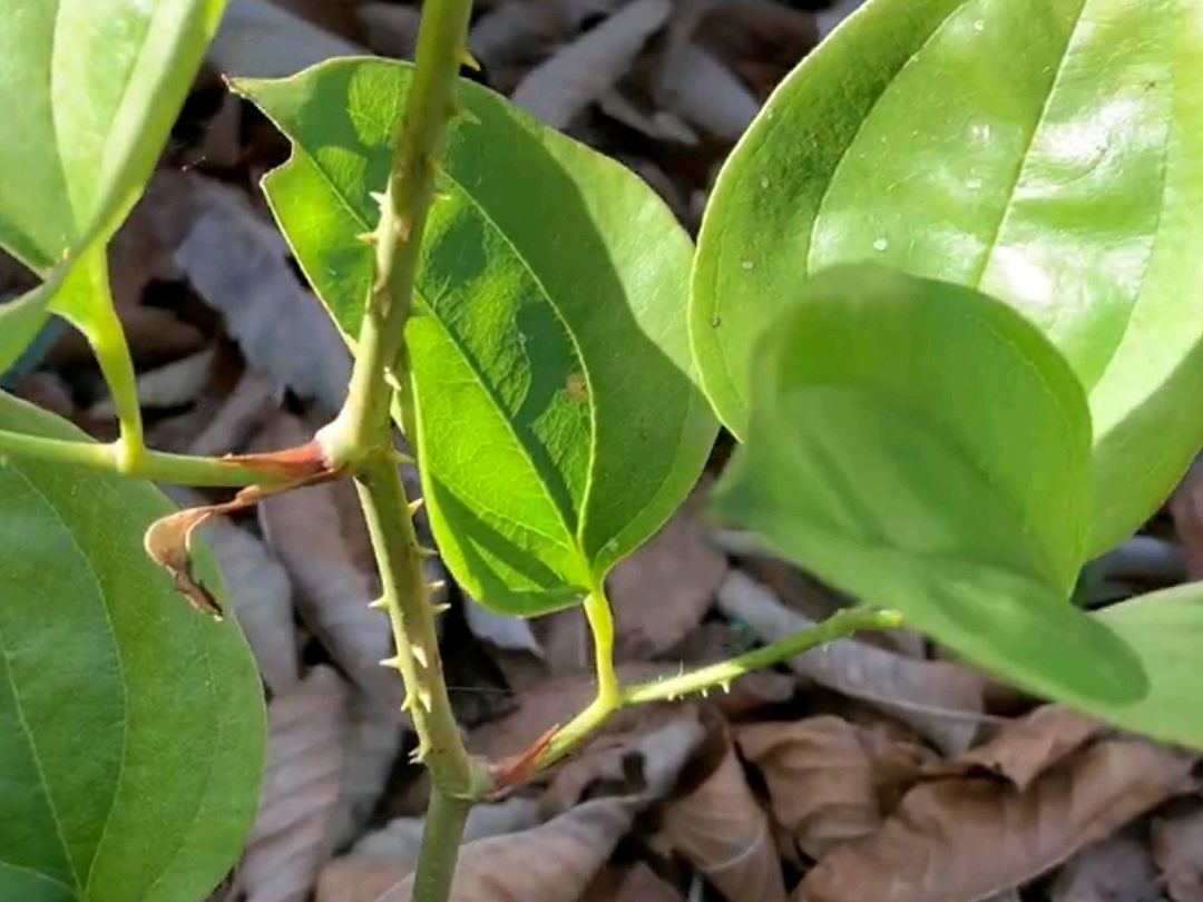 金刚藤:一种多功能的中草药