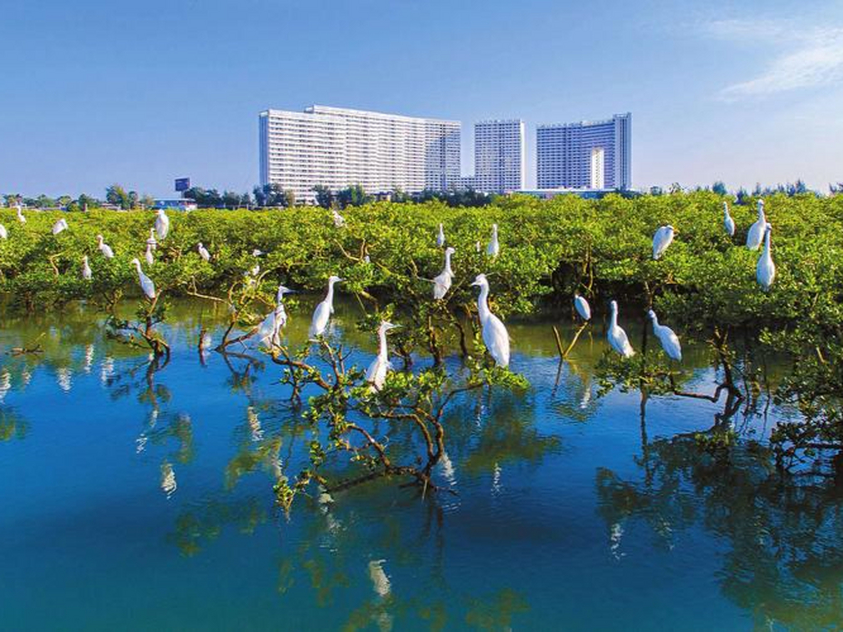 最出粽的城市#北海金海湾红树林:是中国最大的红树林保护区之一,绽镲