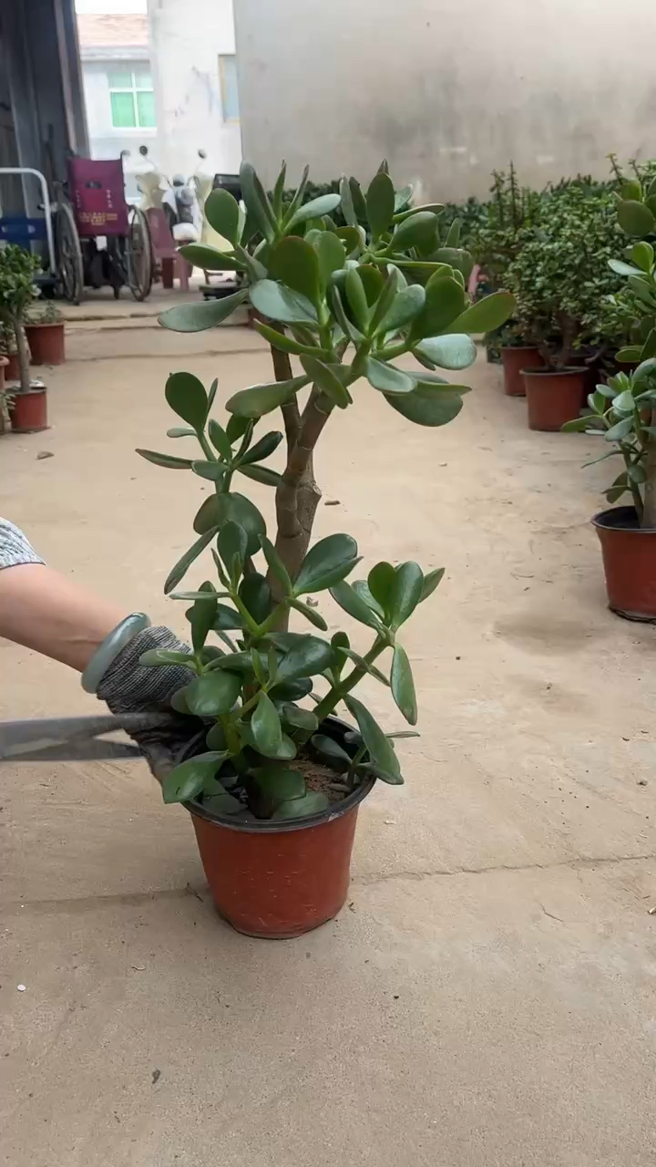 玉树修剪高独杆定型