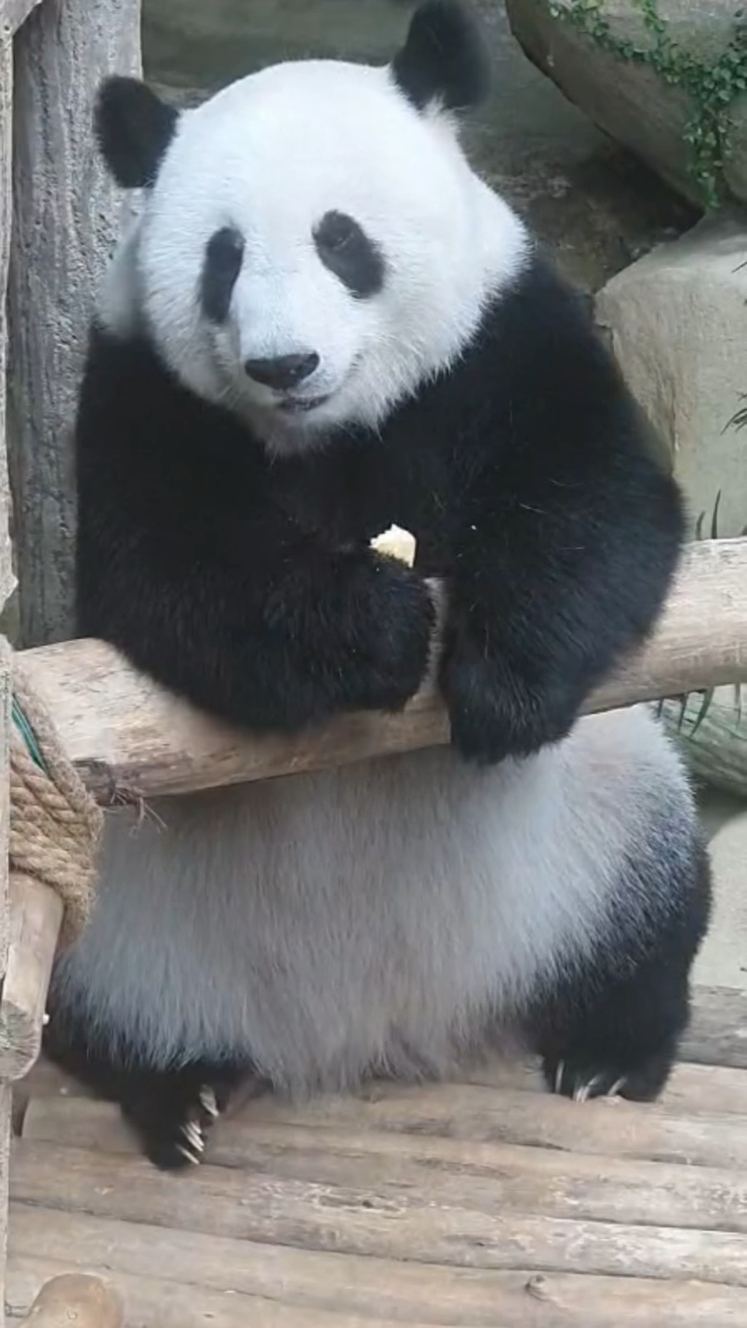 马来西亚的奶爸把凤仪娘娘养得真好,白到发光,连脚趾甲都是白的