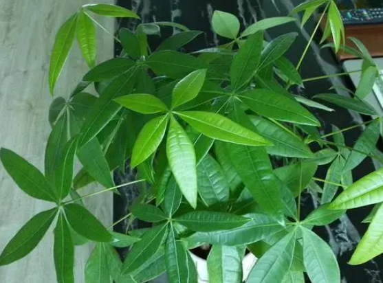 发财树浇水秘诀大揭秘!多久浇一次水最合适?茁壮成长不再难!