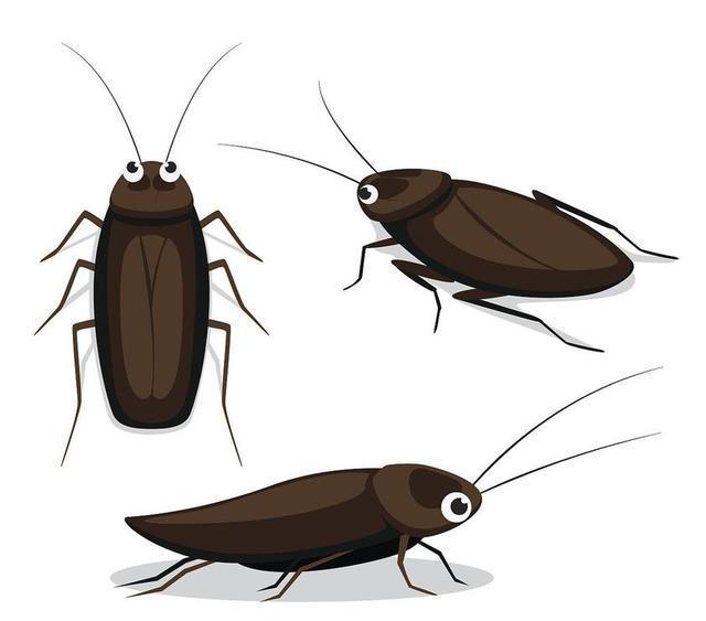 九成人不清楚蟑螂最大"天敌"是啥:房间里放个它,蟑螂就"消散"了