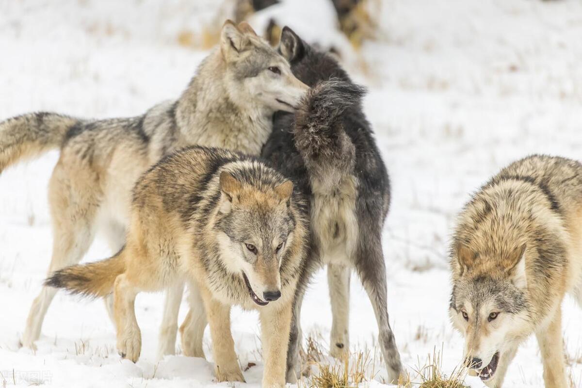 朗玛山区出现神秘凶兽:37天,吃掉13户牧民的159头牦牛|传闻