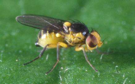 番茄生长期美洲斑潜蝇频发,难防治?抓紧时机及早预防,避免减产