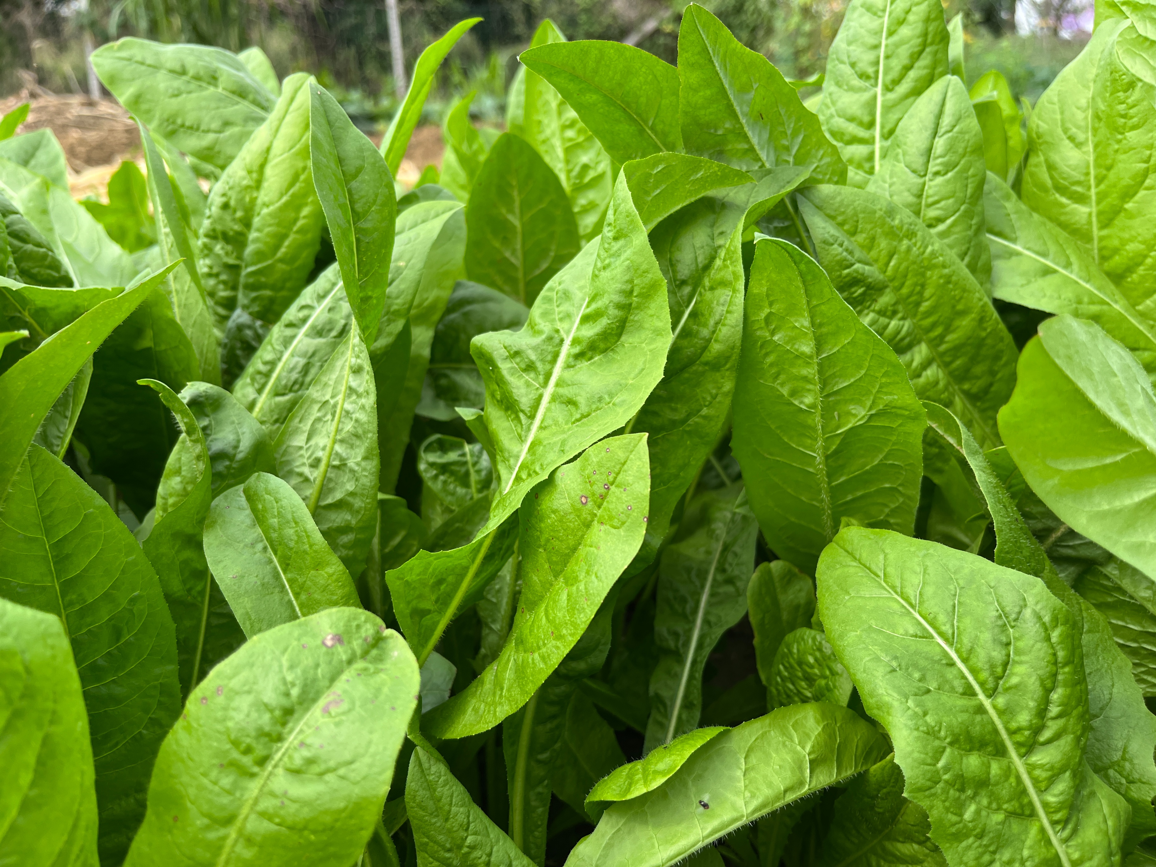 喂猪,鸡鸭鹅就种大叶菊苣,都是叶片,吃了还长,一年能割八九茬