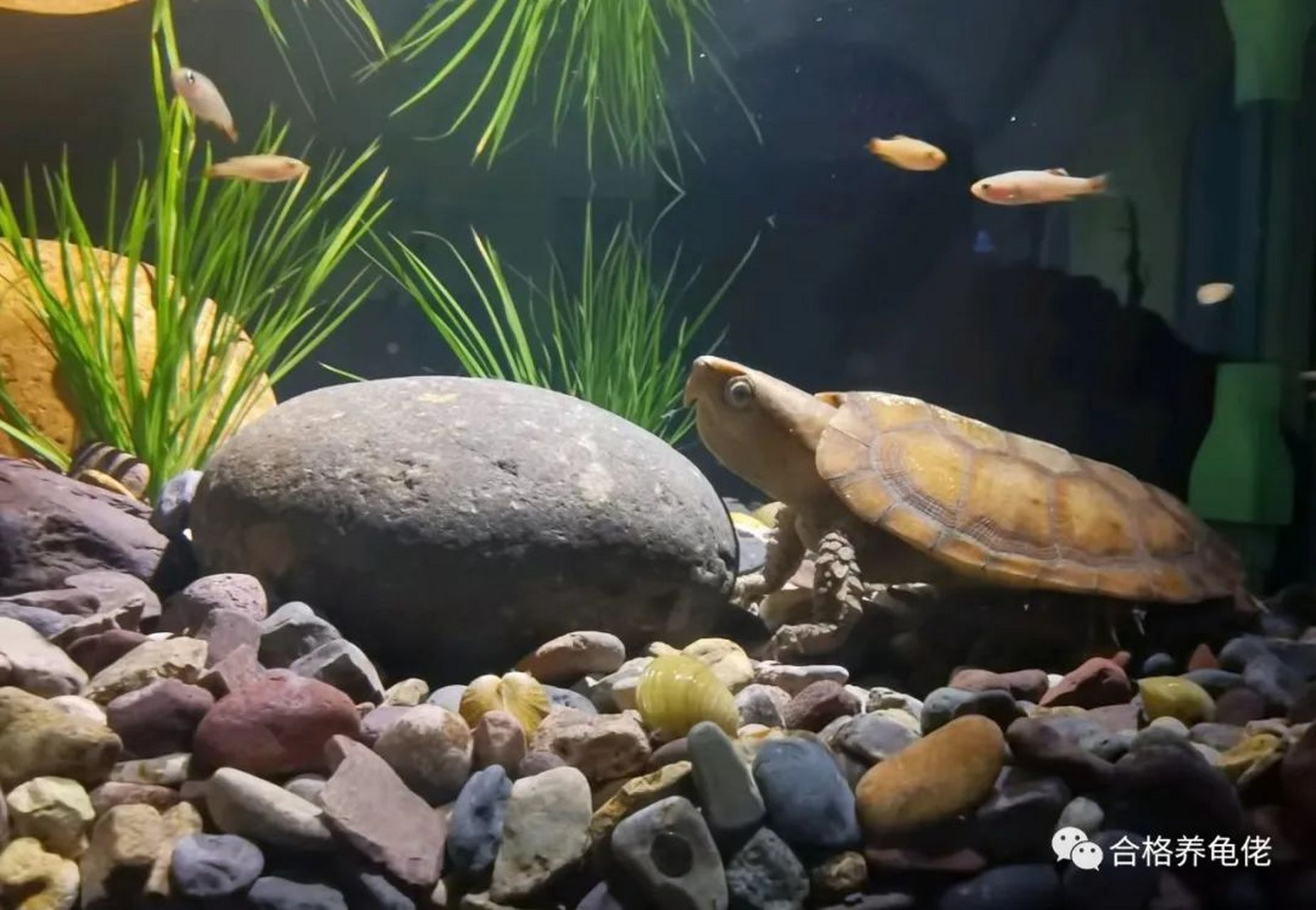 龟鱼混养可提升观赏性和生态性,包括观赏鱼,功能性鱼和饲料鱼.