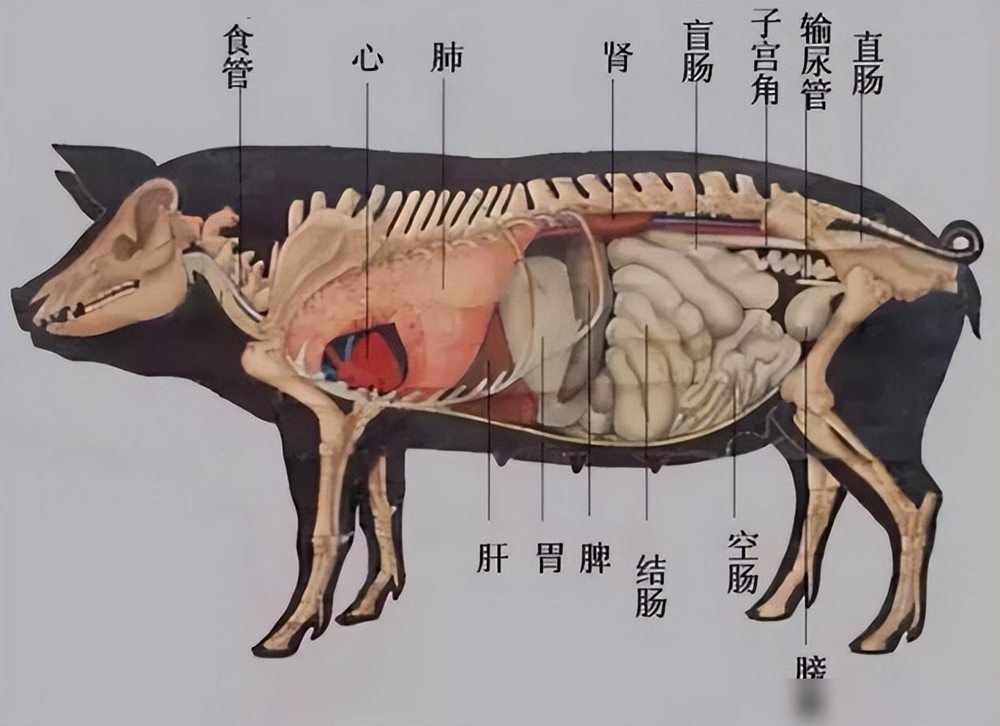 为什么大多数动物的排泄和交配器官,是同一个?自然选择的结果?