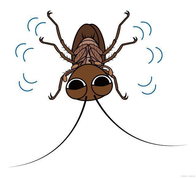 讨人厌的"小强",竟然是四害之首?