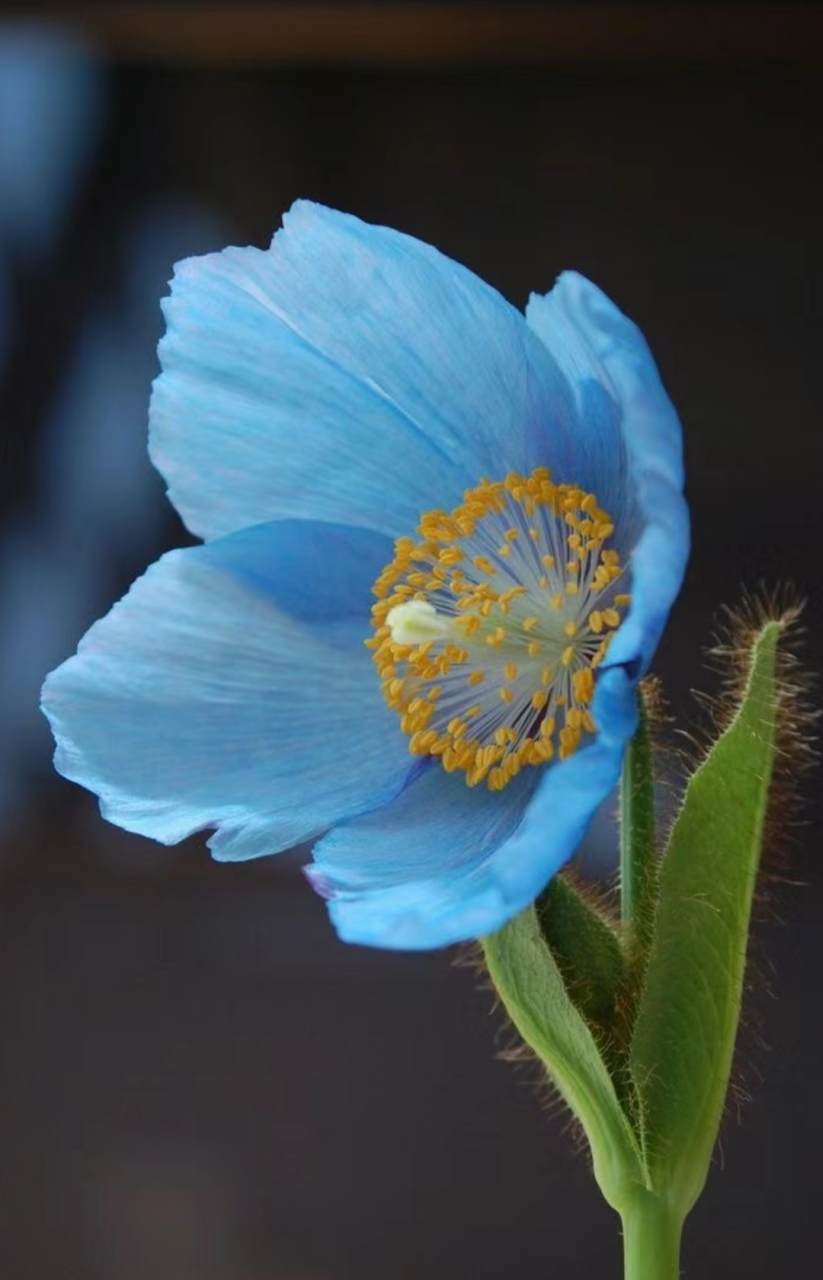 蓝花绿绒蒿花语图片