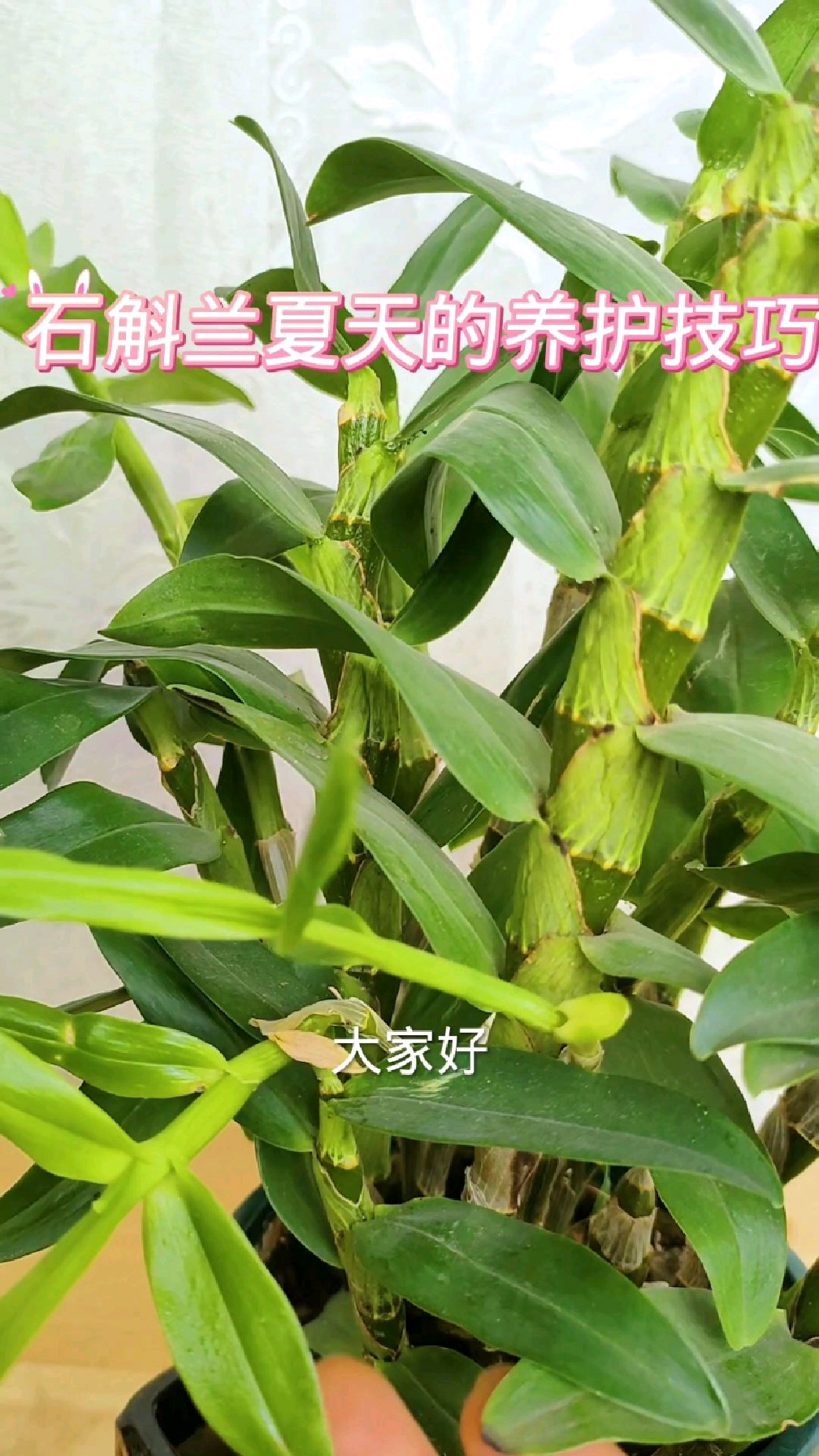 石斛怎么种植方法图片