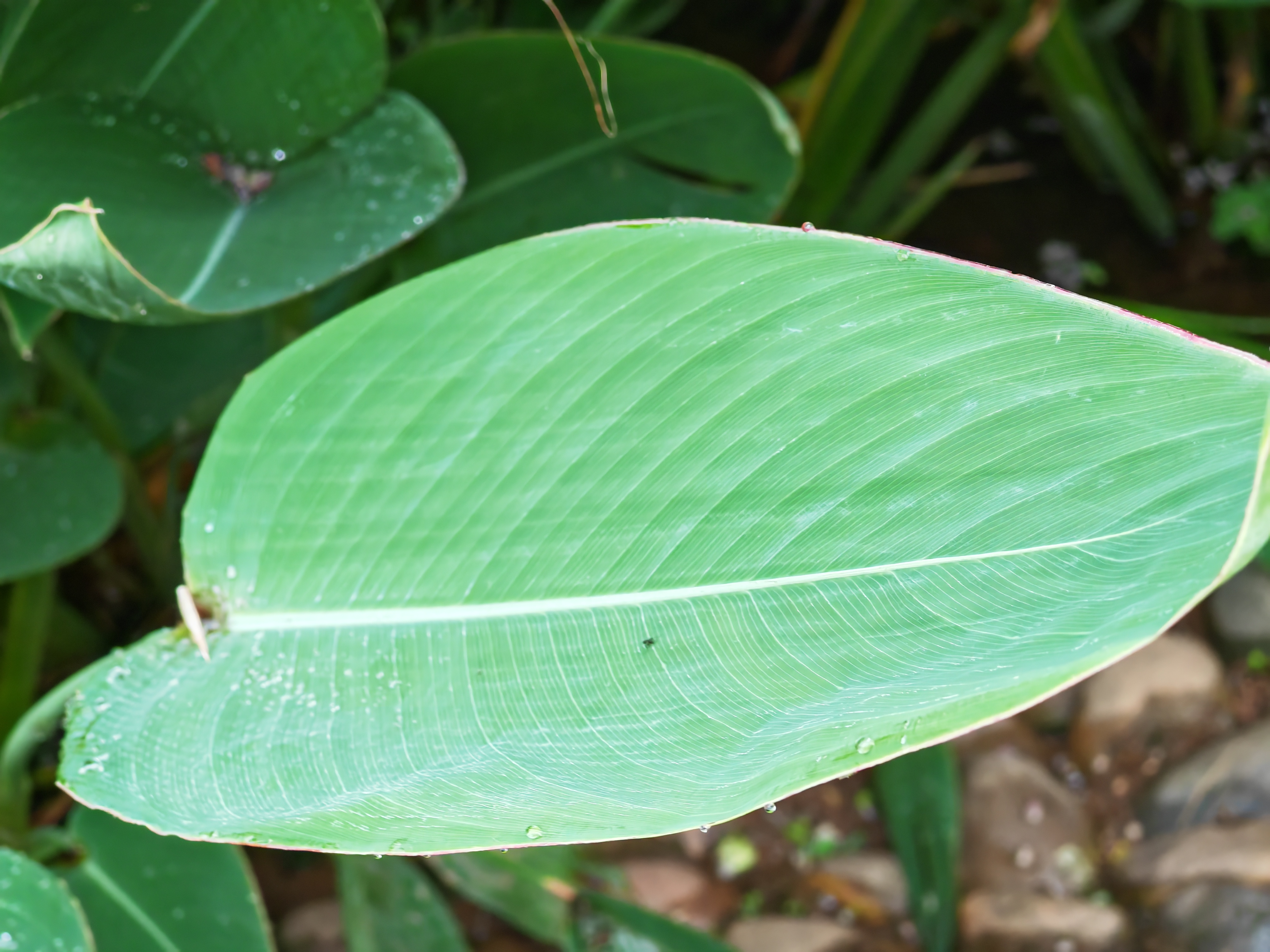 河边看到的,这是什么叶子?看着挺像粽叶的呀?