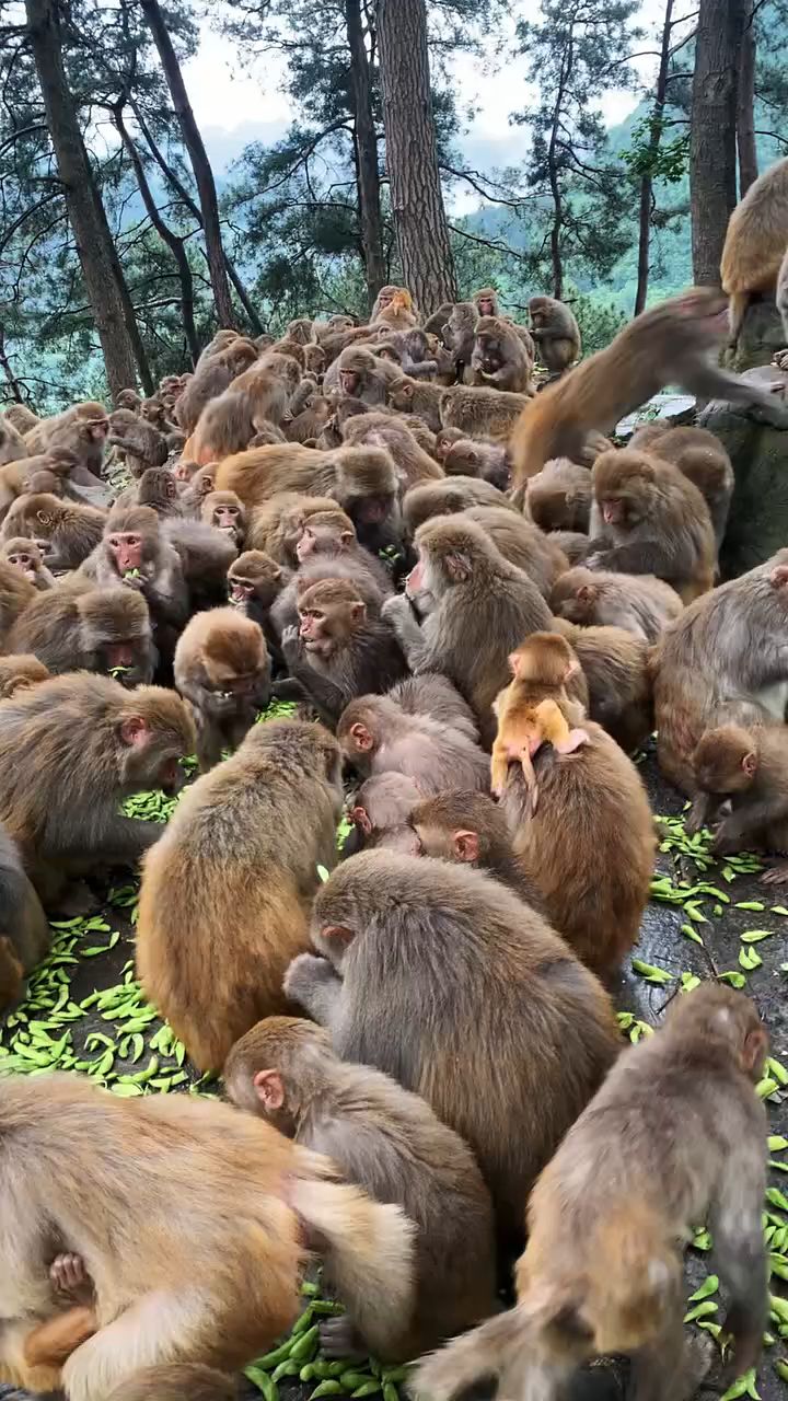 花果山群猴图片图片