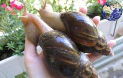 巴基斯坦的蝗虫如果来中国,有什么办法消灭?专家:千万别吃