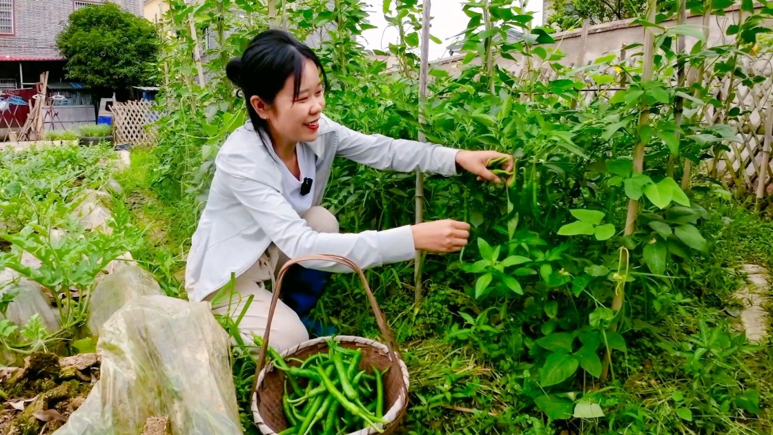 菜园辣椒长得旺,摘些老的做酸辣椒,5天后就能吃,放一年不会坏