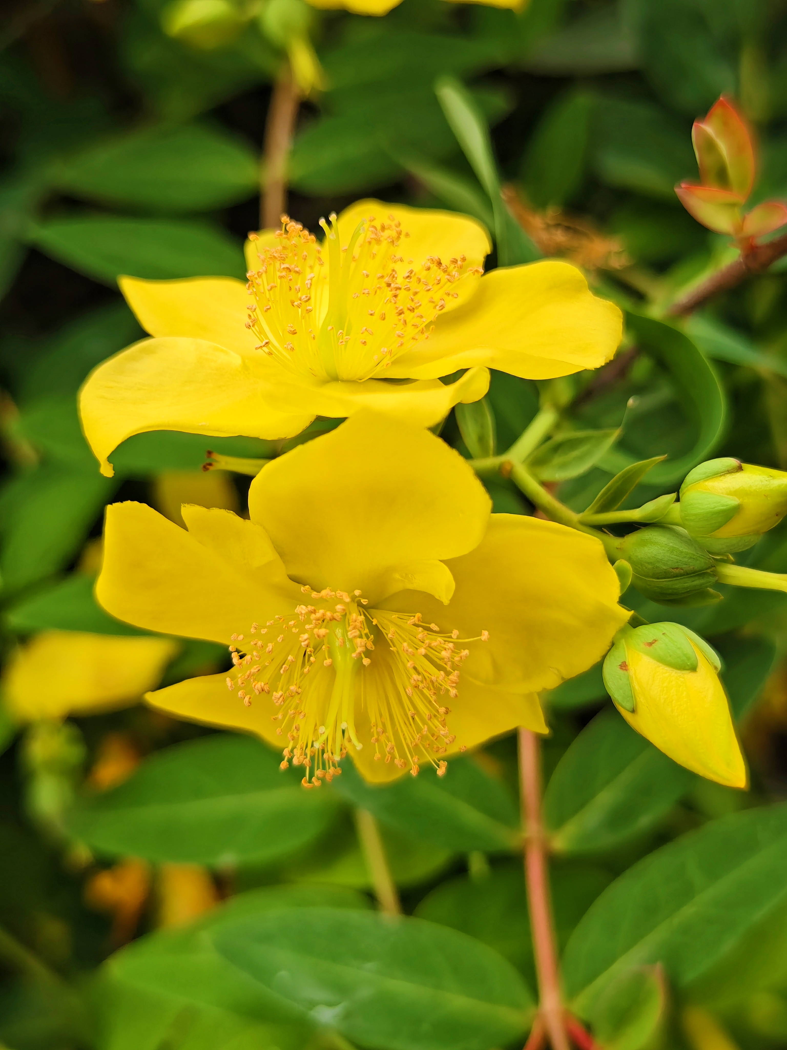 别名为"芒种花"的金丝梅,却并非今日才开始绽放,早在一个月前,金丝梅