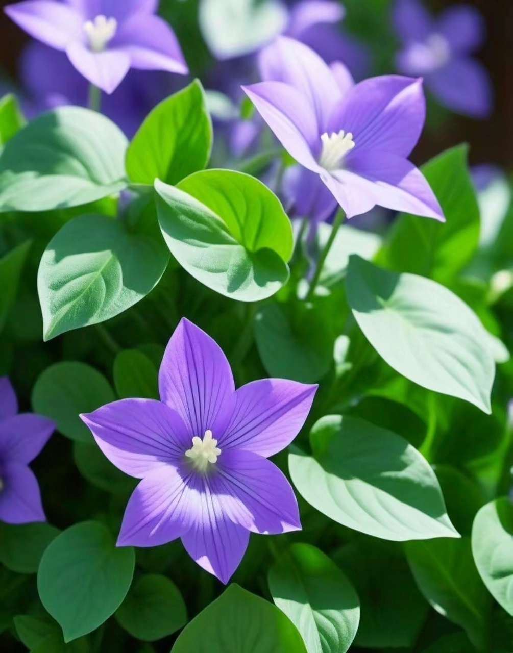 清新淡雅的小花,各花有各美,每朵花都是大自然最美的艺术品.