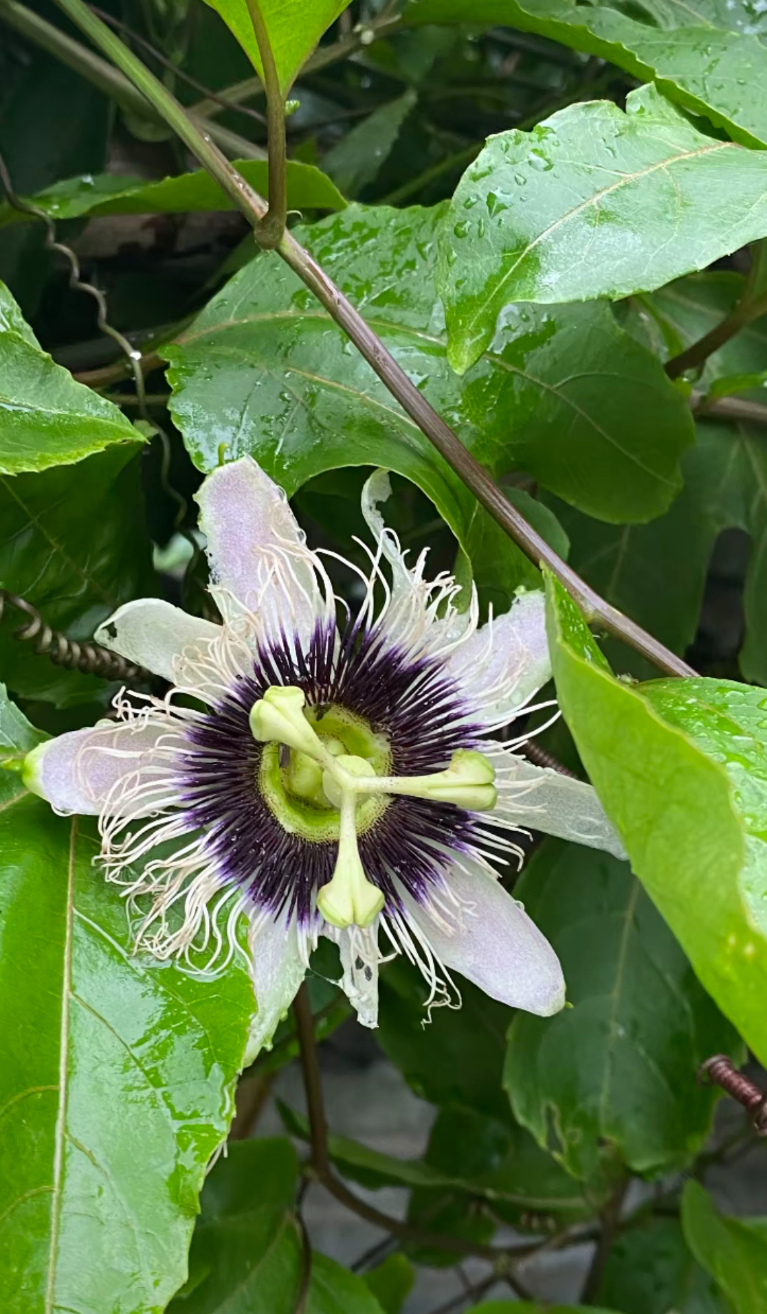 百香果花结构图图片