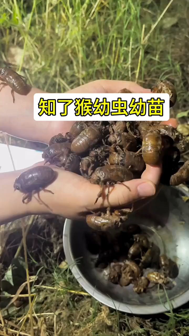 知了幼虫种植图片