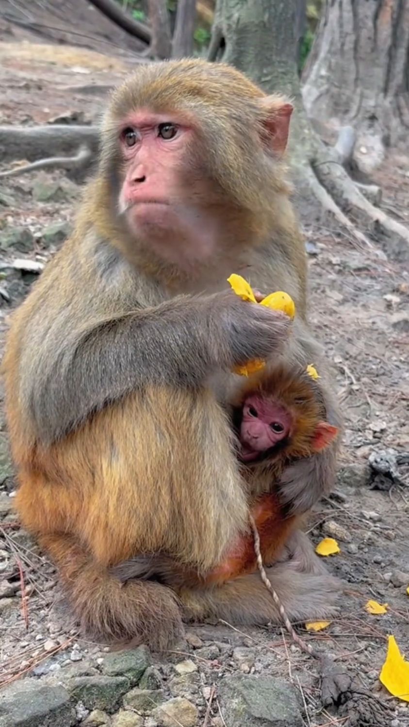 刚出生的小猴宝宝.