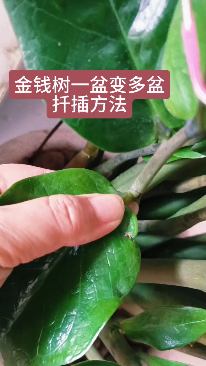 家里"金钱树"如何扦插栽种一盆变多盆和养护技巧