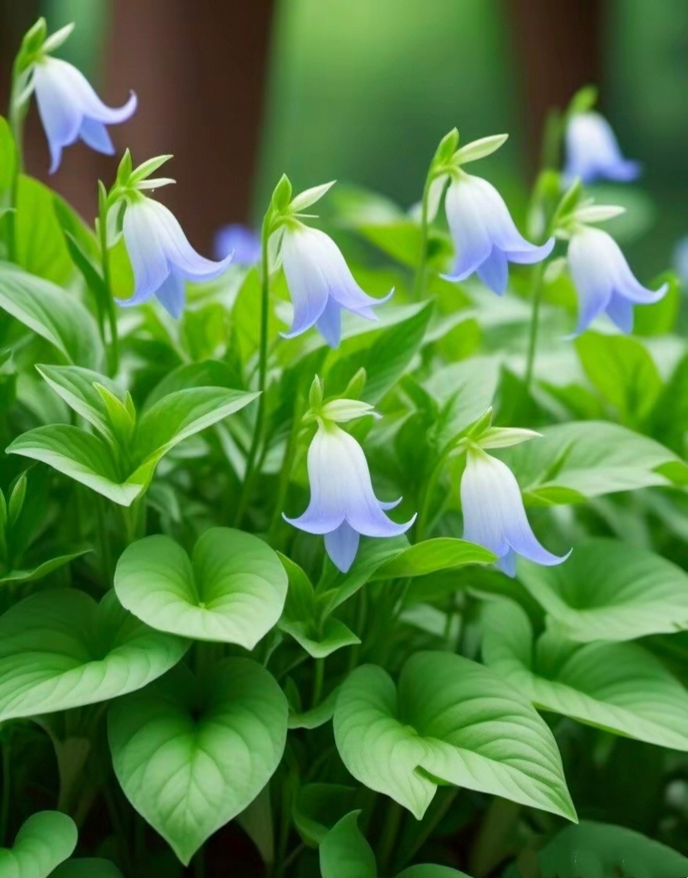 小花图片 清新图片