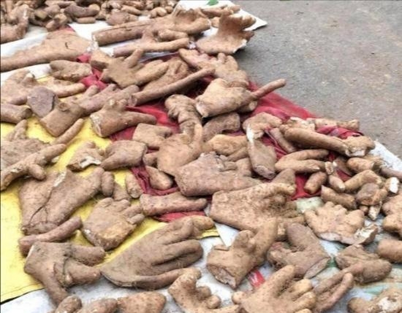 第一次见到这种山药,老板说这是野山药,长的好像手掌,有没有认识的,这