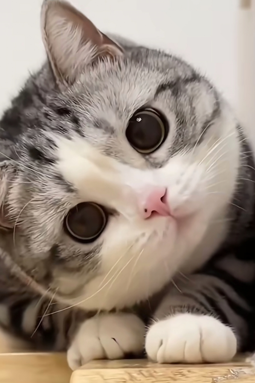 歪头杀大比拼:喵星人vs汪星人 你会pick谁?