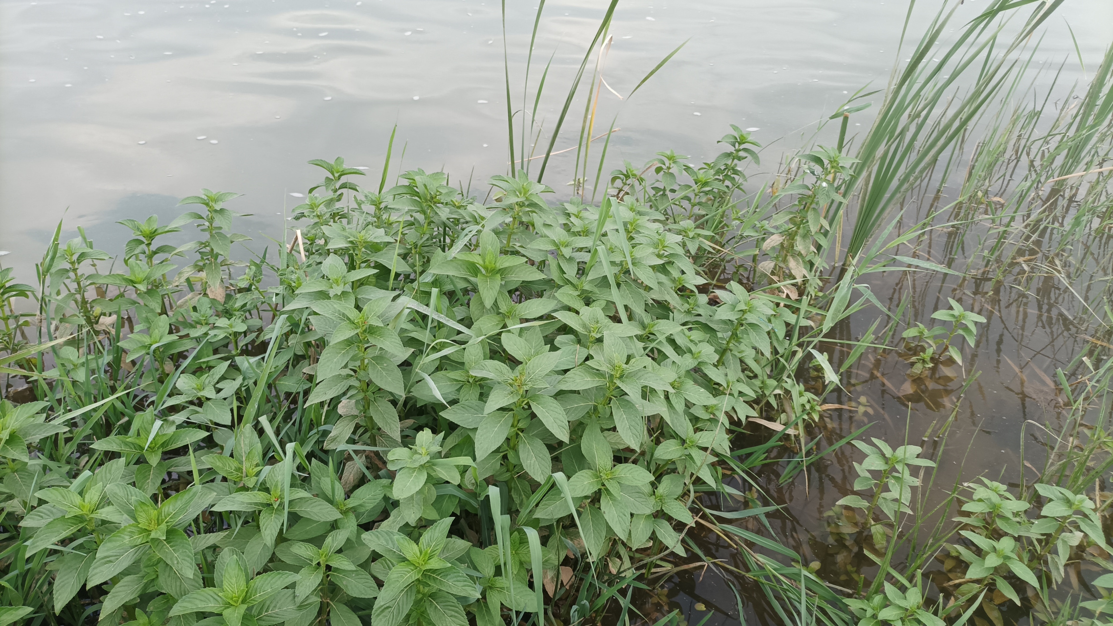 说到有机蔬菜,我想问一下,这野河边上的野生薄荷算不算有机呢?
