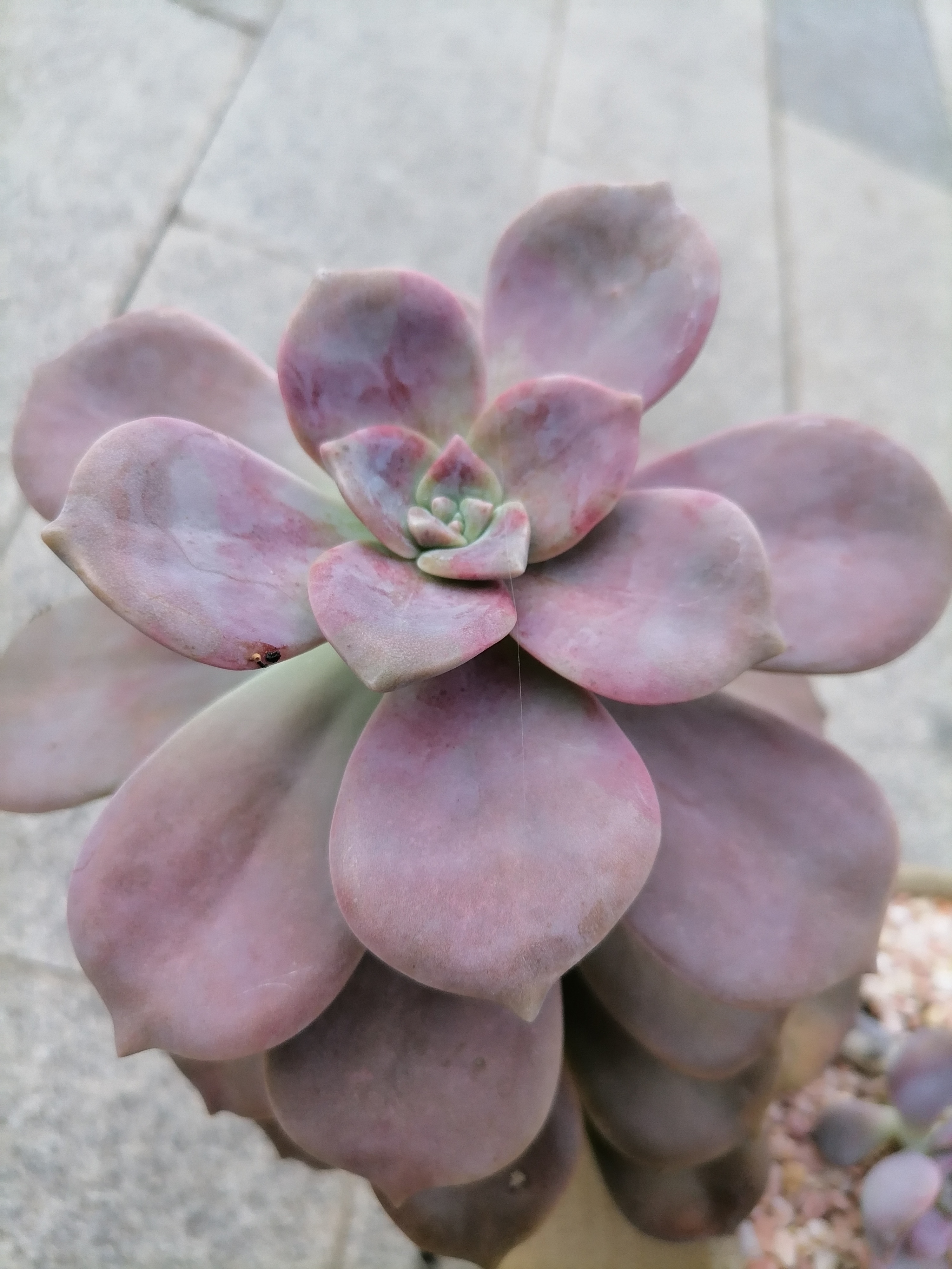 紫乐,好看又好养的多肉  喜欢养多肉的朋友,一定都知道紫乐.