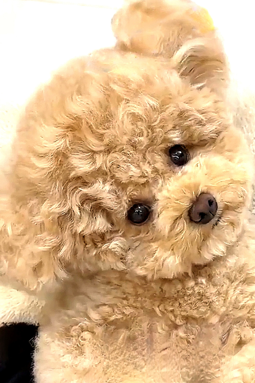 歪头杀大比拼:喵星人vs汪星人 你会pick谁?