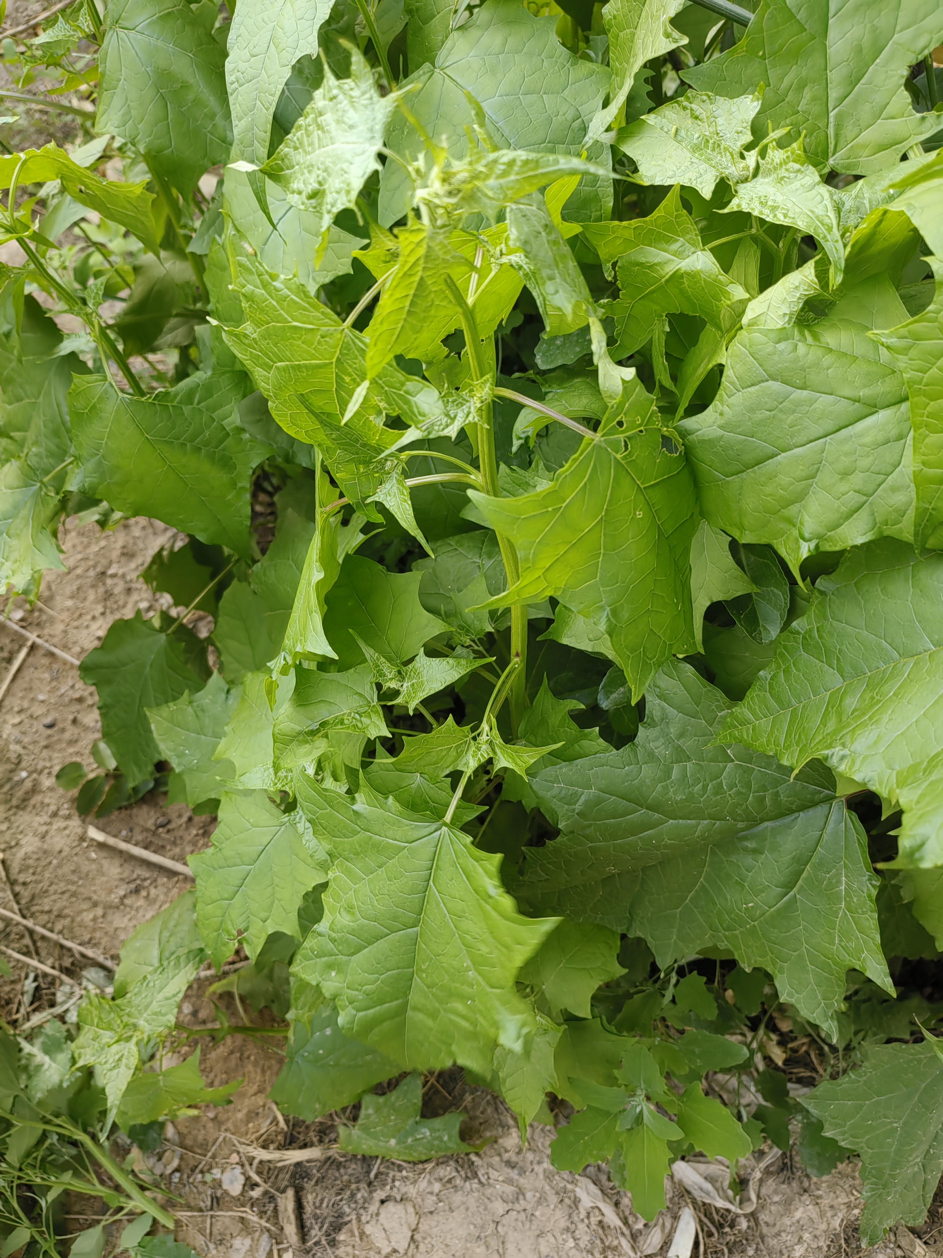 这个植物叫啥名字,叶形别致,为野生草本