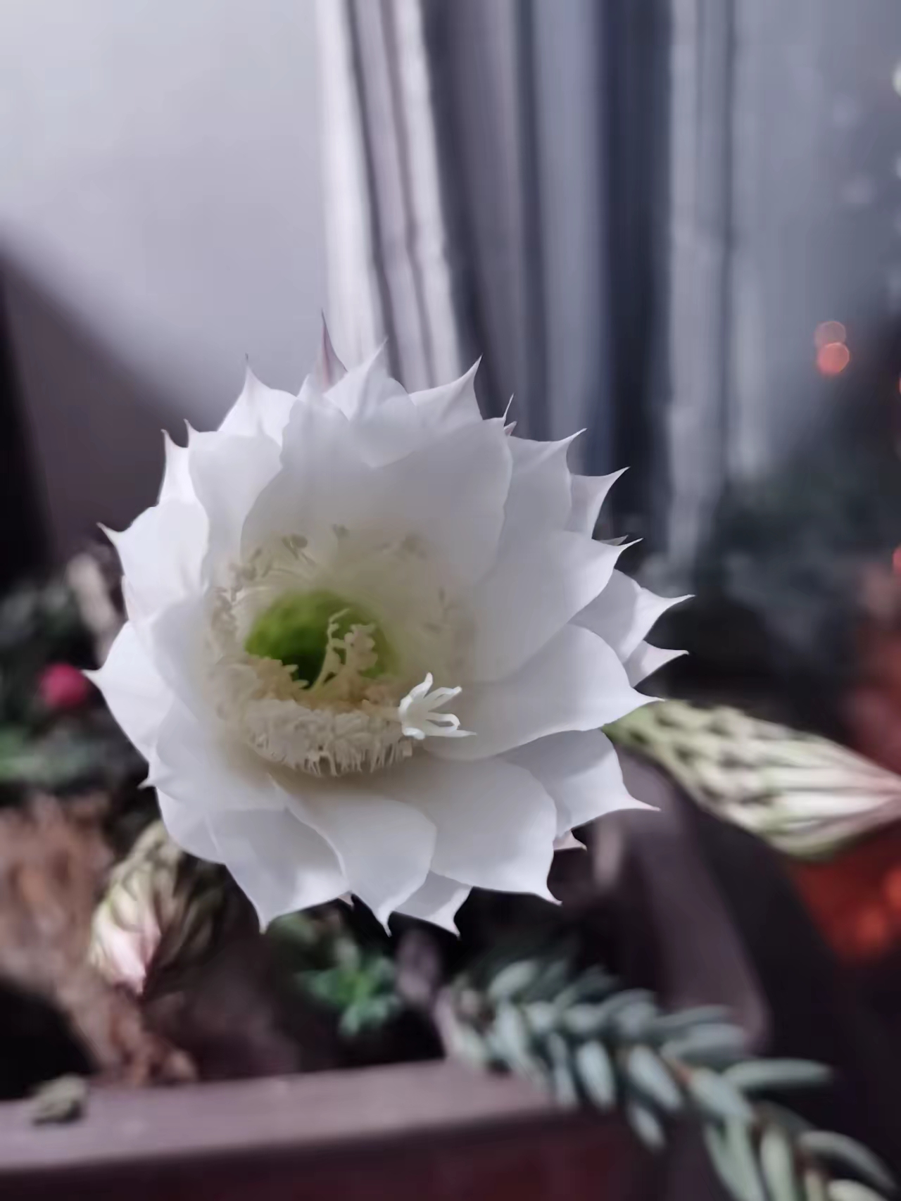有三个苞蕾没同时开花有点遗憾