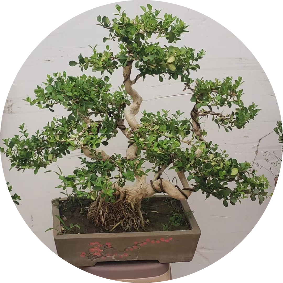 制作瓜子黄杨盆景需要一定的耐心和技巧,同时要注意植株的生长状况